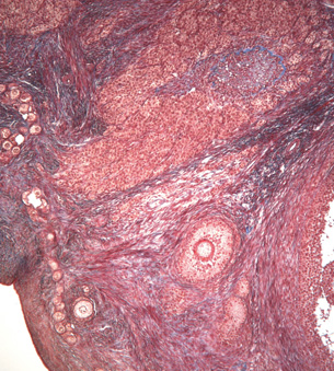 Image shows a cross-section of a cat ovary, displaying a primary follicle at 100X magnification, cells are stained redish.