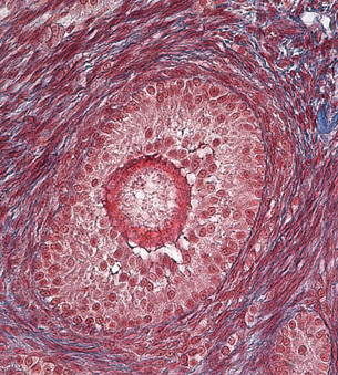 This image shows a cross-section of a cat ovary, displaying a close up view of a primary follicle at 100X magnification; cells are stained reddish.