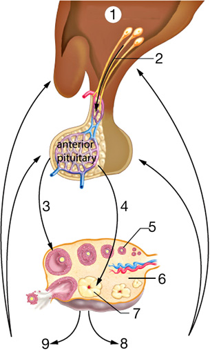 This diagram illustrates the ovarian cycle.