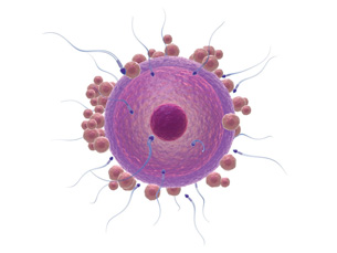 This image shows numerous sperm trying to fertilize an egg. Some follicular cells still surround the egg. 