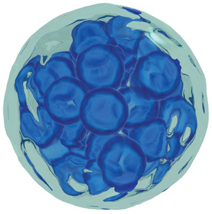 This is a 3-D computer-rendered image of embryonic cells. It looks somewhat similar to Earth seen from space.