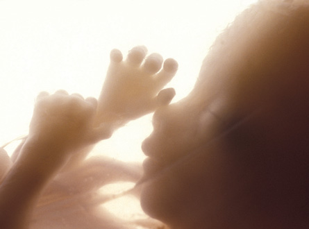 This image shows a developing embryo. Its head and hands are visible.