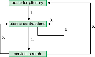 The feedback loop labels the posterior pituitary, uterine contractions, and cervical stretch, and requires the student to label the sequence of events affecting these structures in parturition.