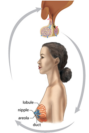 The diagram illustrates the pituitary gland and a woman’s breast. The student is to label the parts of the feedback loop resulting in milk production and secretion.