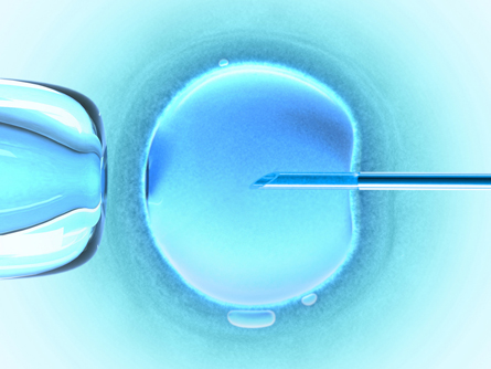 This photograph shows a syringe being used to insert a sperm into an egg during the process of in vitro fertilization.