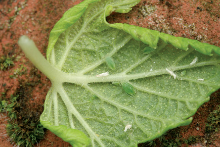 This is an image of aphids on a leaf.