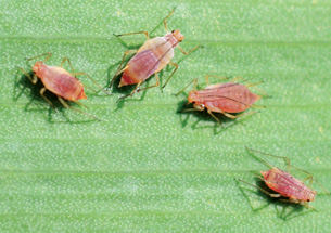 Picture of aphids on a leaf.