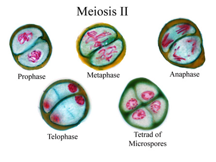 This image shows the separation of chromosomes and the creation of four new reduced cells by meiosis.