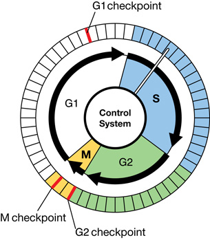 Cell cycle with checkpoints