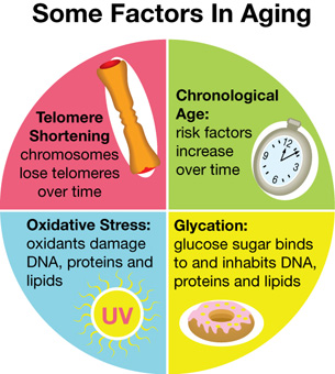 This circular diagram shows some factors in aging, including telomere shortening, chronological age, oxidative stress, and glycation.