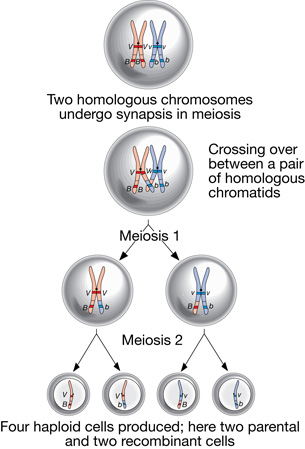 This image depicts what happens when crossing over occurs and how it changes a chromosome.