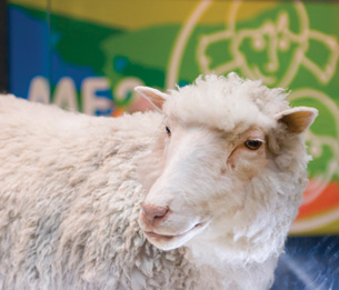An image of a cloned sheep named Dolly
