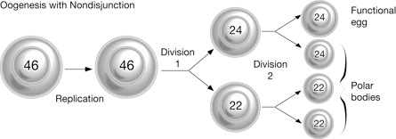 This diagram shows nondisjunction in meiosis II.