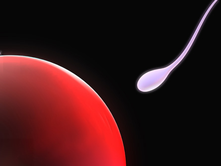 A microscope picture of a sperm and an egg.