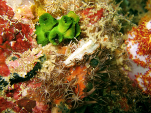 Picture of marine flat worms and star fish that can reproduce by fragmentation . 