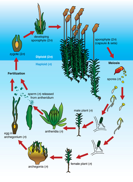 This image depicts the fern life cycle showing alternation of generations.