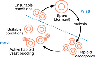 A simple flow diagram illustrating the alternation between sexual and asexual reproductive cycles in yeast.