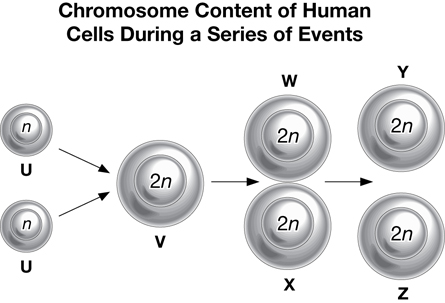 Flow chart shows two identical cells U and u labeled n.  They move to one cell at V labeled 2n.  This cell forms a 2n W and a 2n X.  The 2nW and 2nX then enlarge to form a 2n Y and a 2nZ