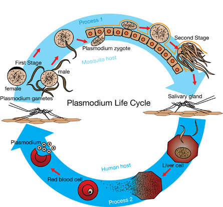 Diagram shows the life cycle of plasmodium.  In process 1, a mosquito is infected with plasmodium male and female gametes. In the first stage, the gametes form a zygote which then develops into many individual plasmodium in the second stage.  In process 2, when the infected mosquito stings a human, each plasmodium travels through the blood to the human’s liver cells.  The liver cell bursts releasing plasmodium embedded in red blood .  When the red blood cell bursts the plasmodium is released into human blood and is sucked into a mosquito when it stings the human.