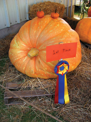 This photo shows  a prize winning pumpkin.