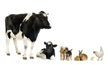 This photo shows different species of livestock.