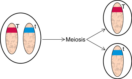 The diagram shows s cell with one pair of homologous chromosomes. One chromosome has the dominant T gene and the other has the recessive t gene. The cell divides into two new cells. One daughter cell has to dominant gene and the other daughter cell has the recessive gene.