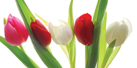The photo shows white, red, and pink tulips.