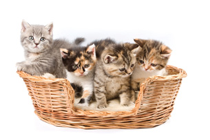The photo shows a basket of kittens.
