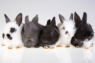 The photo shows five different-coloured rabbits.