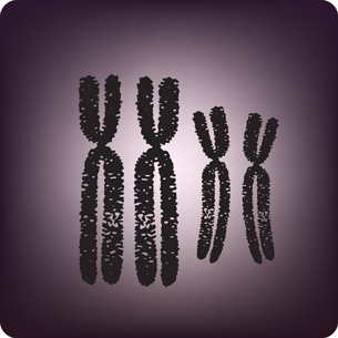 The photo shows an image of a chromosome.