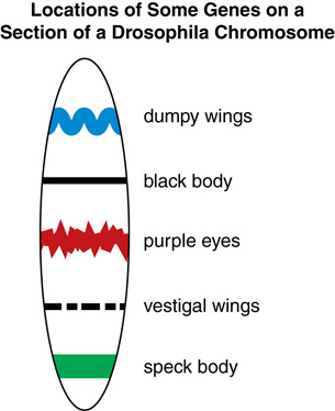 The single Drosophila chromosome has five genes located in the order of dumpy wings, black body, purple eyes, vestigial wings, and speck body.