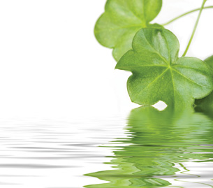 This photo shows leaves trailing in water.
