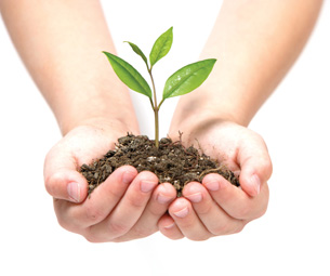 The photo shows hands cradling a small tree sapling.