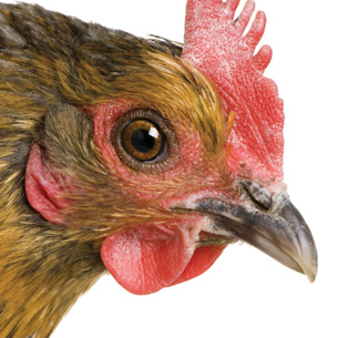 This is a photo of a chicken with a single comb . 