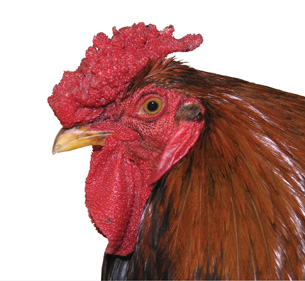 This is a photo of a chicken with a rose comb.