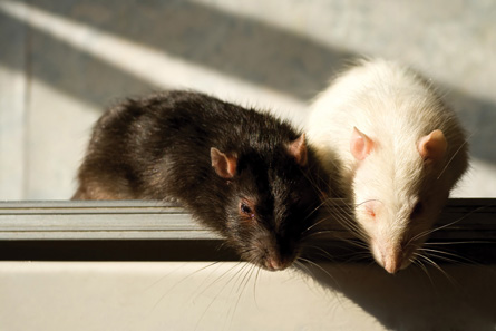 The photo shows one black and one white rat.
