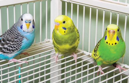 A photograph shows three birds in a cage. Each bird is of a different colour.