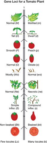 The chromosome shows the alleles for several characteristics found in tomatoes.  In order, the allelles are leaf texture -   normal [M] or mottled [m], plant height -  tall [D] or dwarf [d], fruit texture - smooth [P] or peach [p], fruit shape -  normal [O] or oblate [o], leaf texture - wooly [Wo] or normal [wo], leaf arrangment on stem - normal[Ne] or necrotic [ne], leaf inflorescence - simple [S] or compound [s], shape of top of fruit - nonbeaked [Bk] or beaked [bk], locules in fruit - few[Lc] or many [lc].