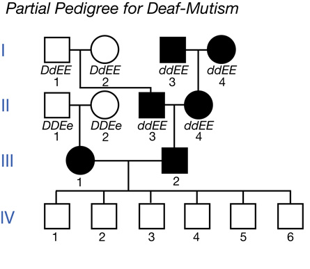 The pedigree shows four generations. Individuals are