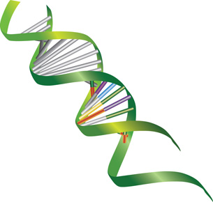 This image shows a DNA helix with the nitrogen bases represented in different colours and forming the rungs of the helix ladder.