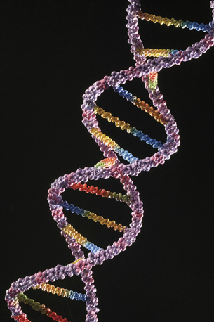 This is a model of the DNA double helix, in colour.