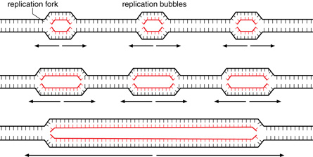 This diagram shows a DNA strand opening or unwinding at several positions. DNA nucleotides attach in the openings and the opening elongates until all the replication bubbles join. The result is two new DNA molecules. Each has one original and one newly-formed strand of DNA.