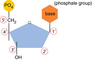 The illustration shows the structure of a DNA nucleotide with the 5 carbon deoxyribose sugar ring molecule having the nitrogen base at 1’, the OH at 3’, and the phosphate group at 5’. The carbons in the sugar ring are numbered from 1’ to 5’ beginning clockwise with the first sugar after the O.