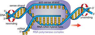 The diagram illustrates RNA polymerases moving along the sense strand of DNA to synthesize mRNA complimentary to the DNA code. The DNA helix opens and then reforms after the code has been copied.