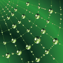 The photo shows a spiderweb with water droplets on it.