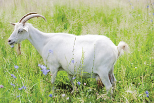 The photo shows a goat walking through a field of grass and flowers.