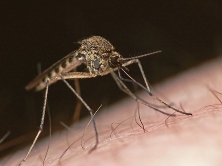 The photo shows a close-up of a mosquito on a person’s arm.