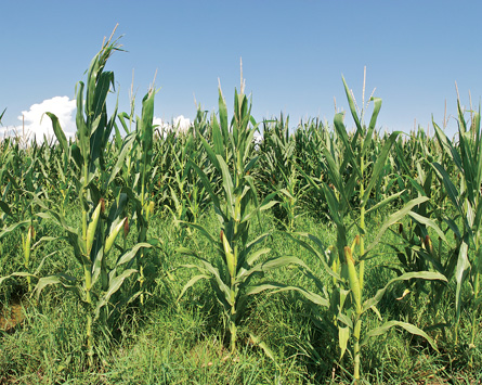 The photo shows a field of corn plants in summer.