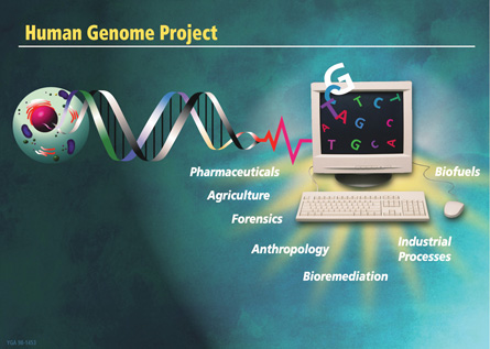 The graphic of the human genome project showing the cell, DNA helix, a computer, and the fields of study involved in the project.