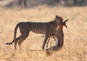 The photo shows a cheetah with a kill.